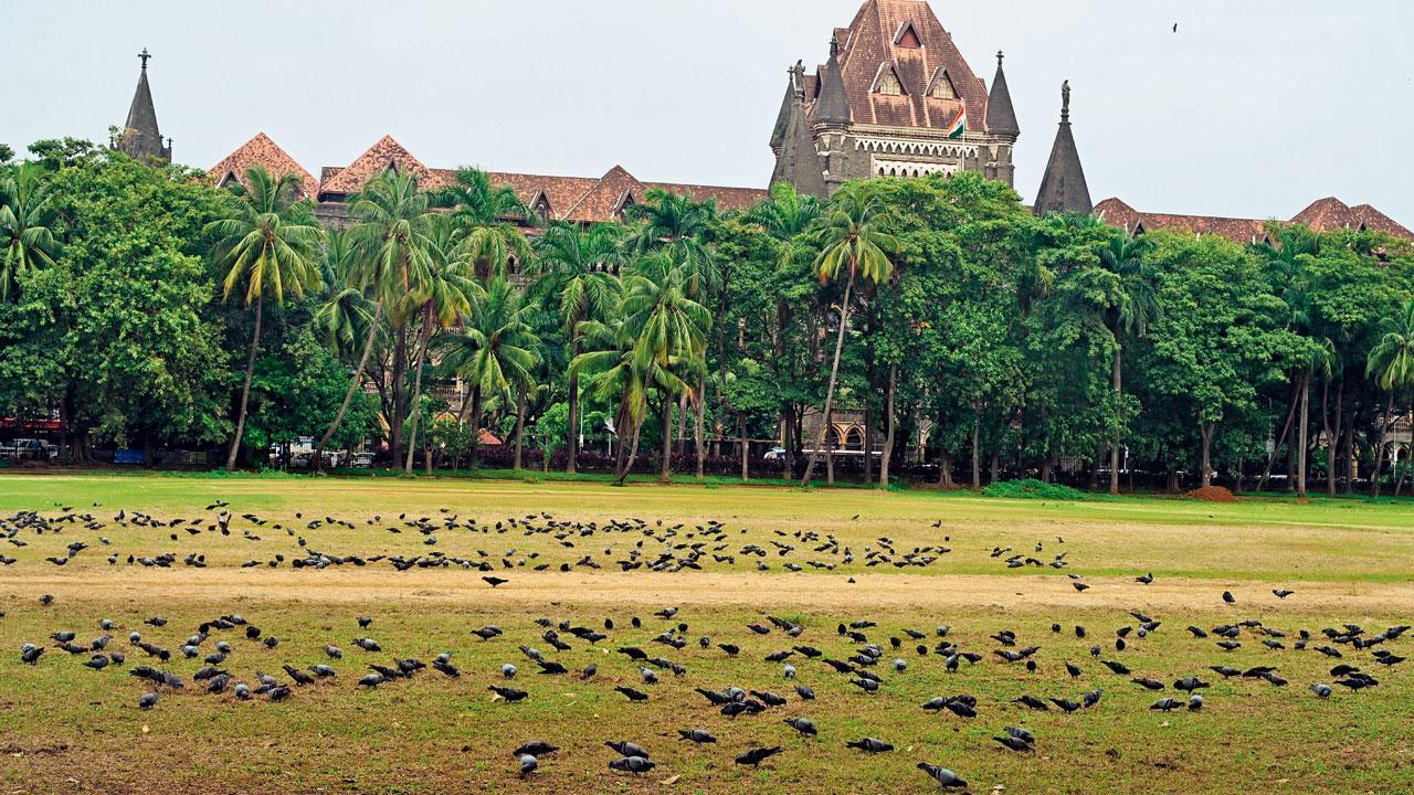 ગઈ કાલે બૉમ્બે હાઈ કોર્ટની સામે આવેલા ઓવલ મેદાનમાં વિહરતાં કબૂતરો. તસવીર : અતુલ કાંબળે