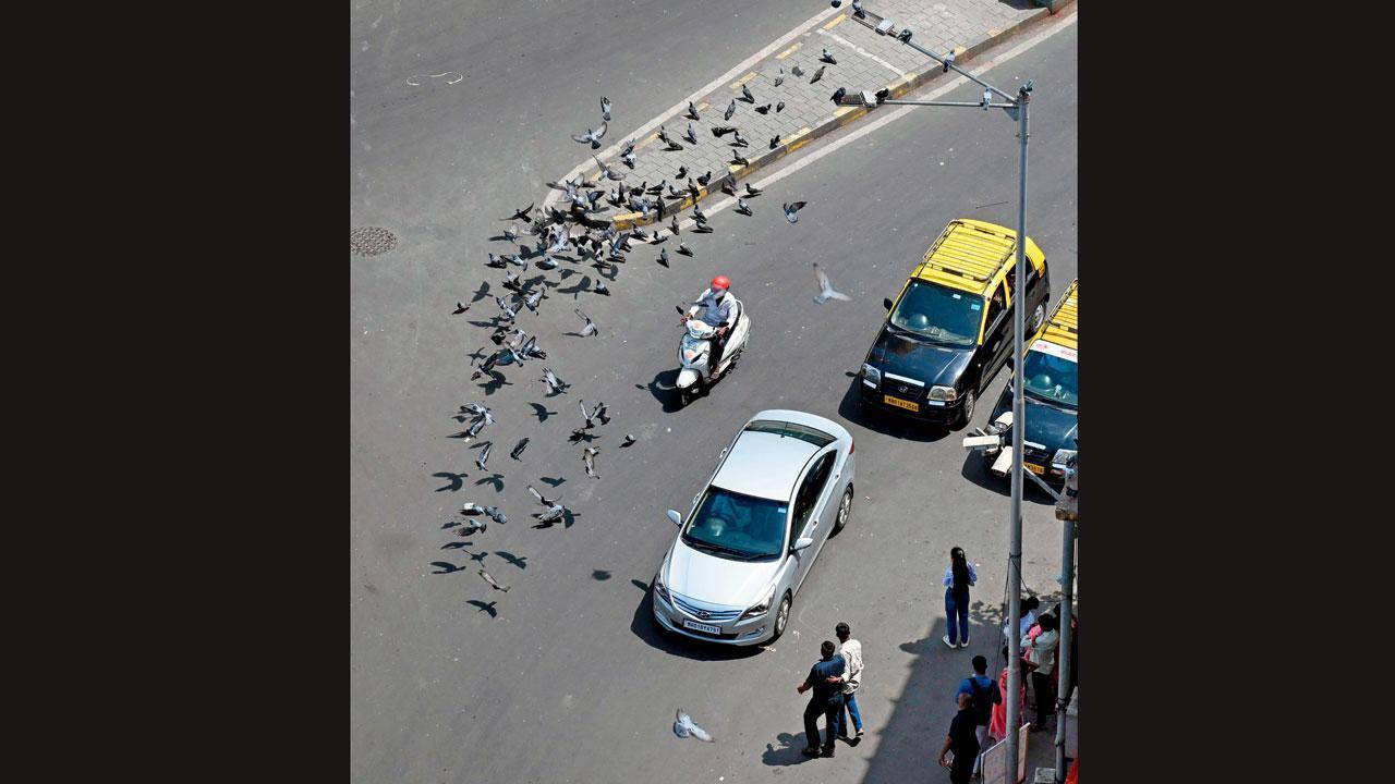 ગઈ કાલે દાદરના કબૂતરખાનાની આસપાસ ચણ શોધતાં કબૂતરો. તસવીર : કીર્તિ સુર્વે પરાડે