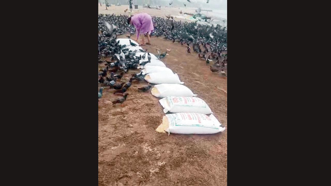 ગિરગામ ચોપાટી પર કબૂતરોને ચણ નાખતા જીવદયાપ્રેમીનો વિડિયો વાઇરલ