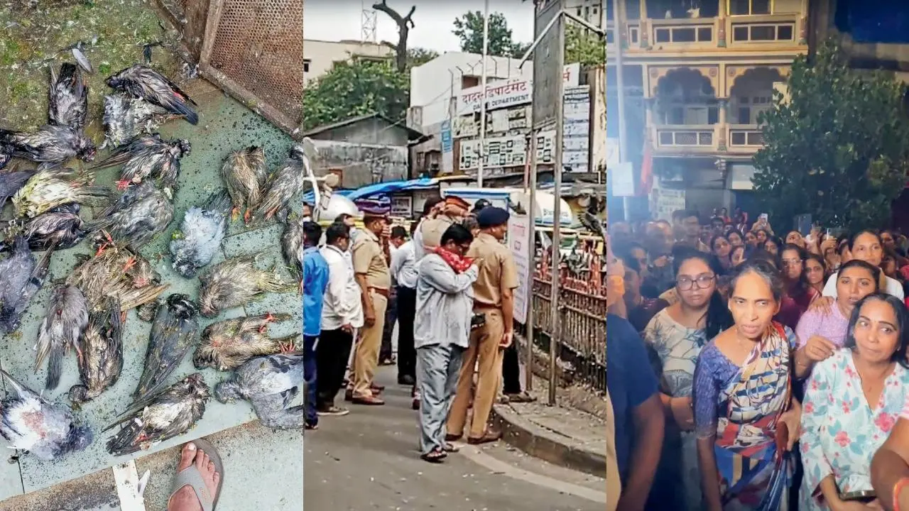 ચણ વગર ટળવળતાં સેંકડો કબૂતરો અશક્ત થઈ ત્યાં જ ફસડાઈ પડે છે અને મૃત્યુ પામે છે, જ્યારે અનેક પાછાં ઊડવાની શક્તિ ગુમાવી દે છે (ડાબે); ચણ નાખતા લોકો પર વૉચ રાખવા CCTV કૅમેરા, માર્શલ્સ, પોલીસફોર્સ અને BMCના અધિકારીઓની ફોજ (વચ્ચે); મોડી રાત્રે રસ્તા પર ઉતરીને વિરોધ કરનારા લોકો (જમણે)