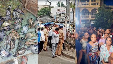 ચણ ન મળવાથી ભૂખે મરતાં કબૂતરો હવે પાણી વગર પણ ટળવળશે