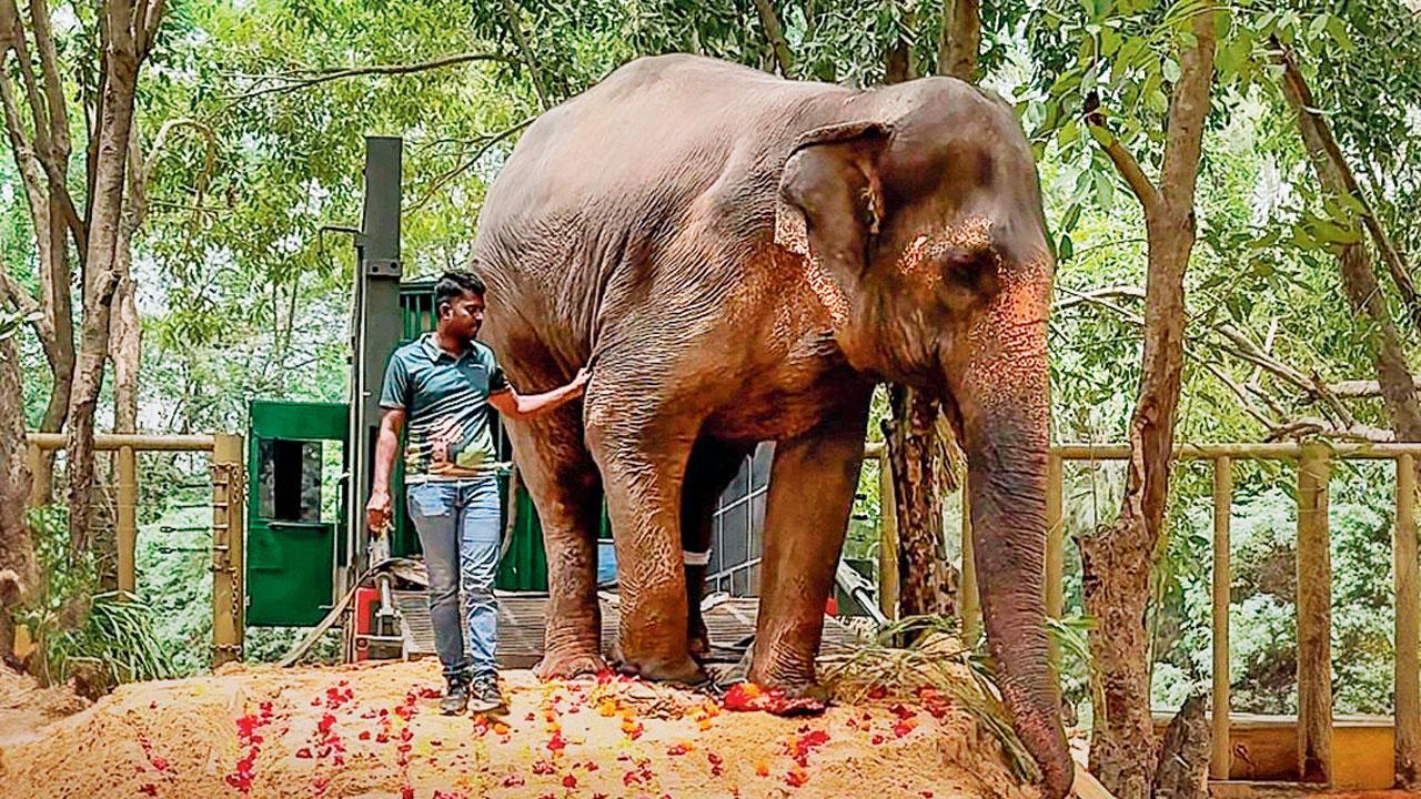 મહાદેવી માધુરી હાથણી