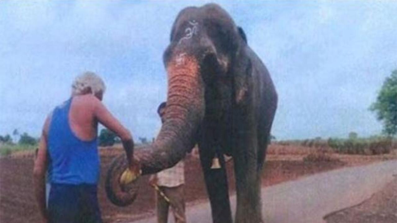 માધુરી હાથી