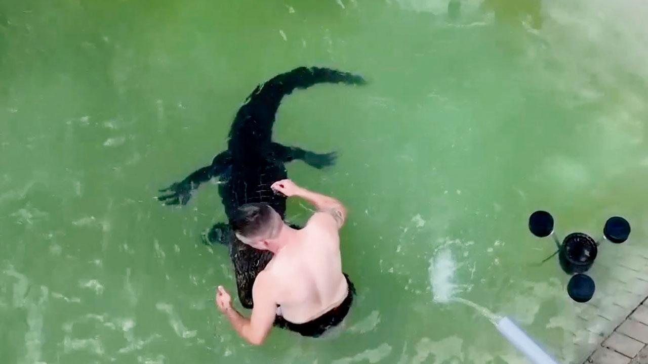 મગર સાથે ક્રિસ્ટિઅન કૉલિસ