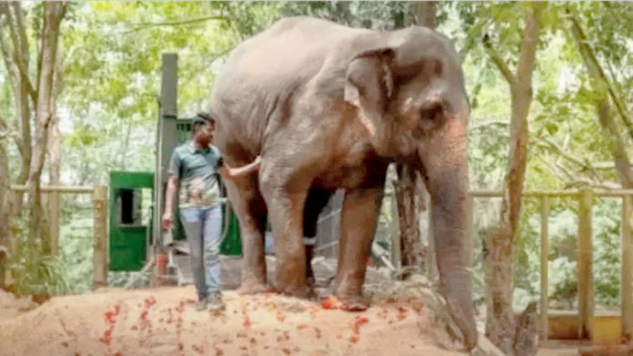 હાથણી મહાદેવી માધુરી