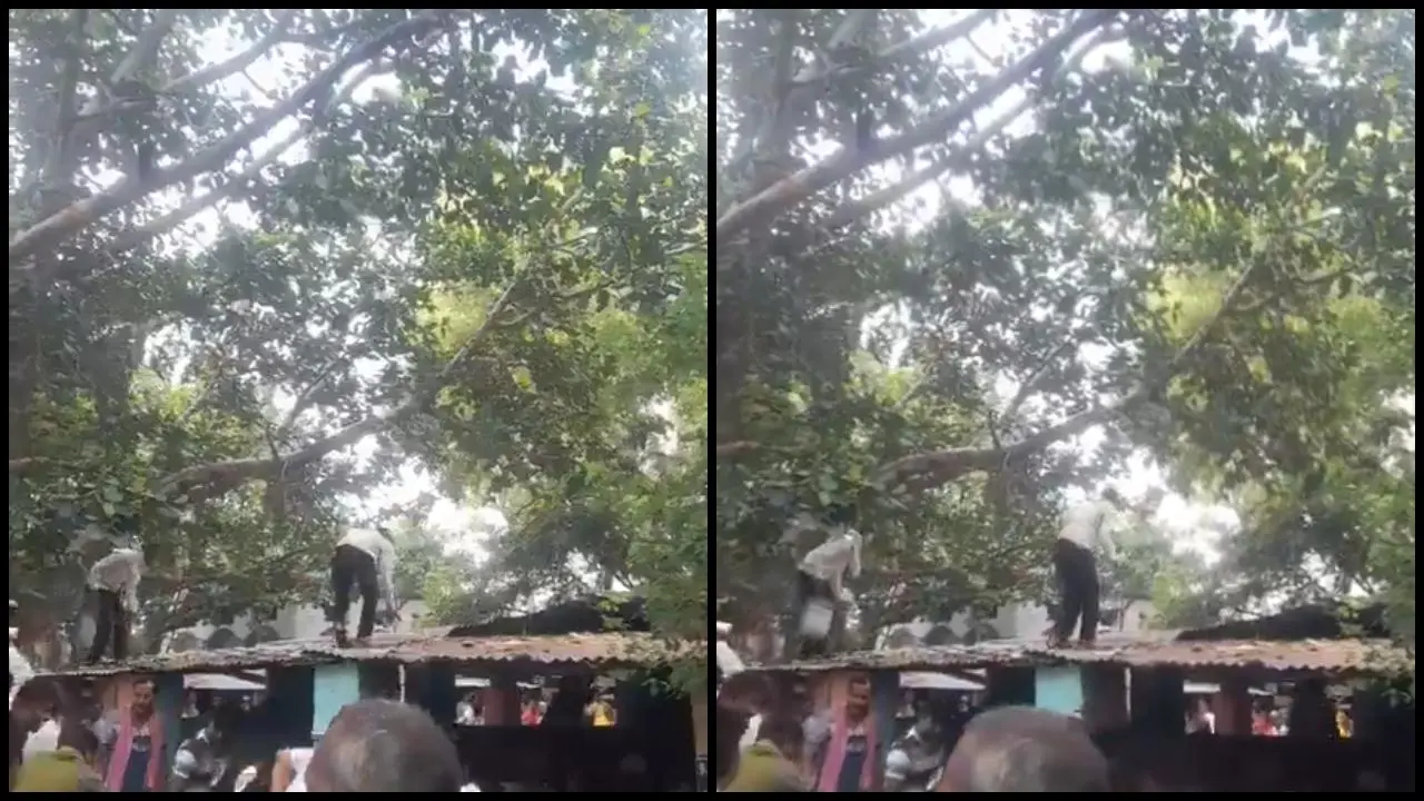 વાયરલ વીડિયોમાંથી સ્ક્રીન શૉટ (તસવીર: X)