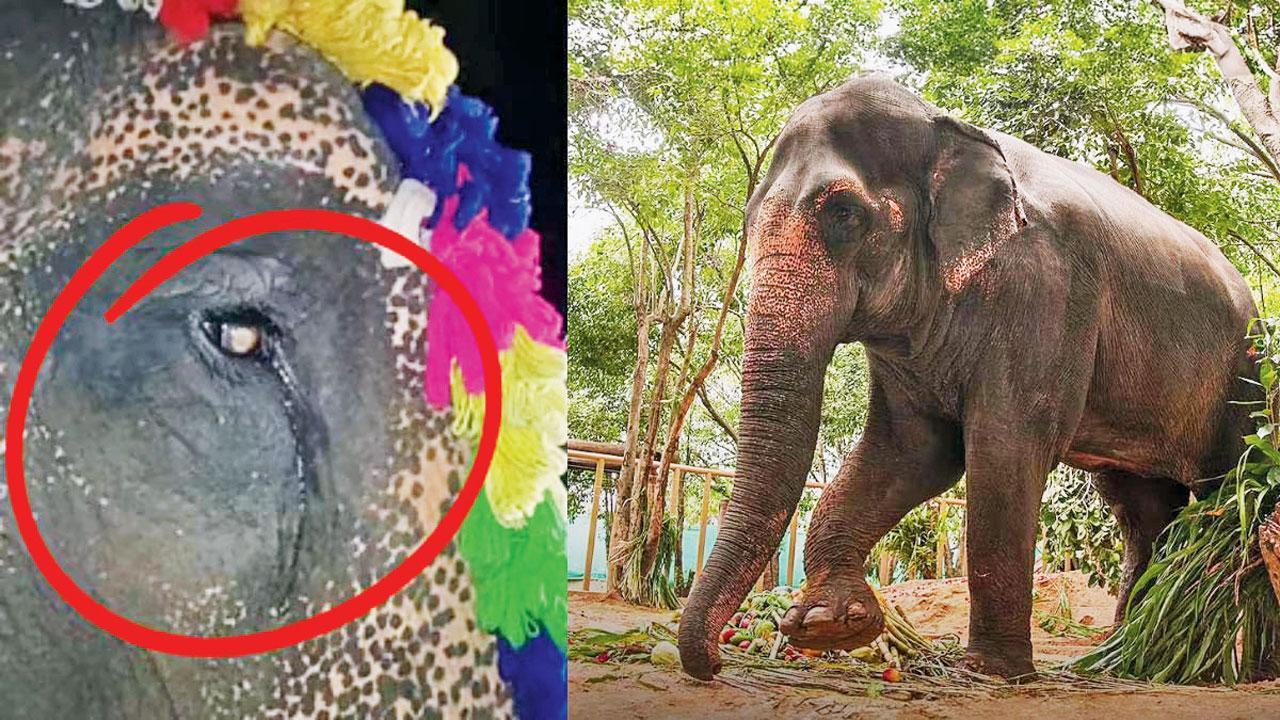 મહાદેવી માધુરી