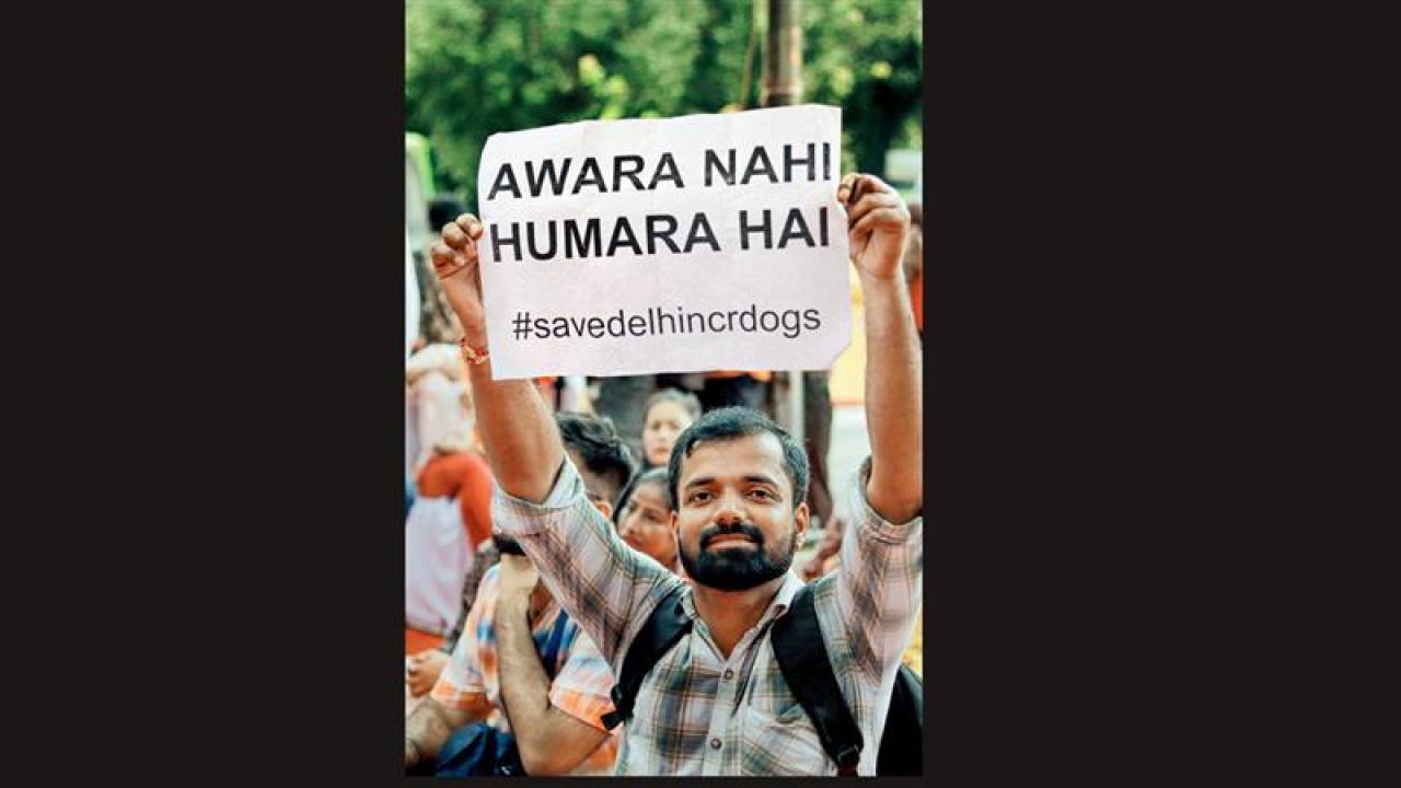 શેલ્ટરમાંથી કૂતરાઓને મુક્ત કરવાનો સુપ્રીમ કોર્ટનો આદેશ આવતાં જ ડૉગ-લવર્સમાં આનંદ જોવા મળ્યો હતો.