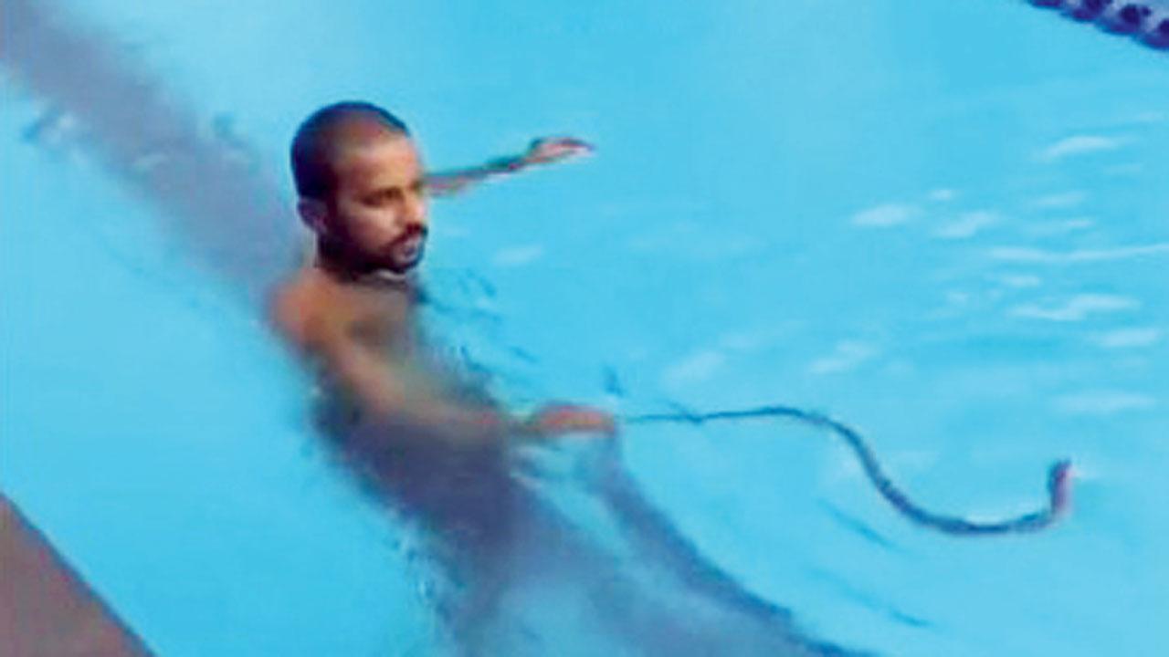 સ્વિમિંગ-પૂલમાં સાપ