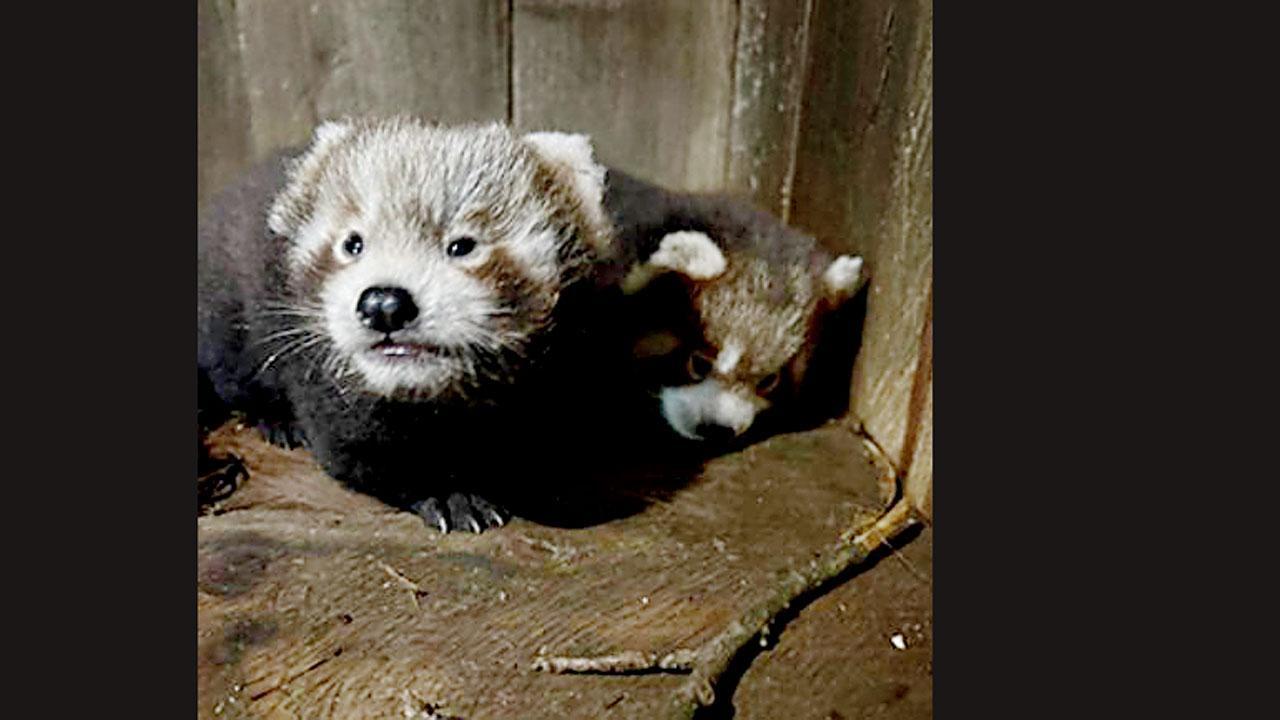 લાલ પાન્ડા