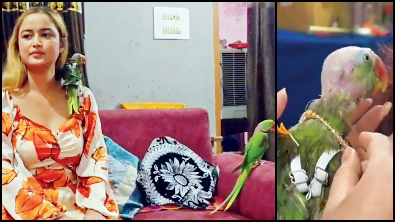 માણસને નહીં, પોપટને રાખડી બાંધે છે આ બહેન