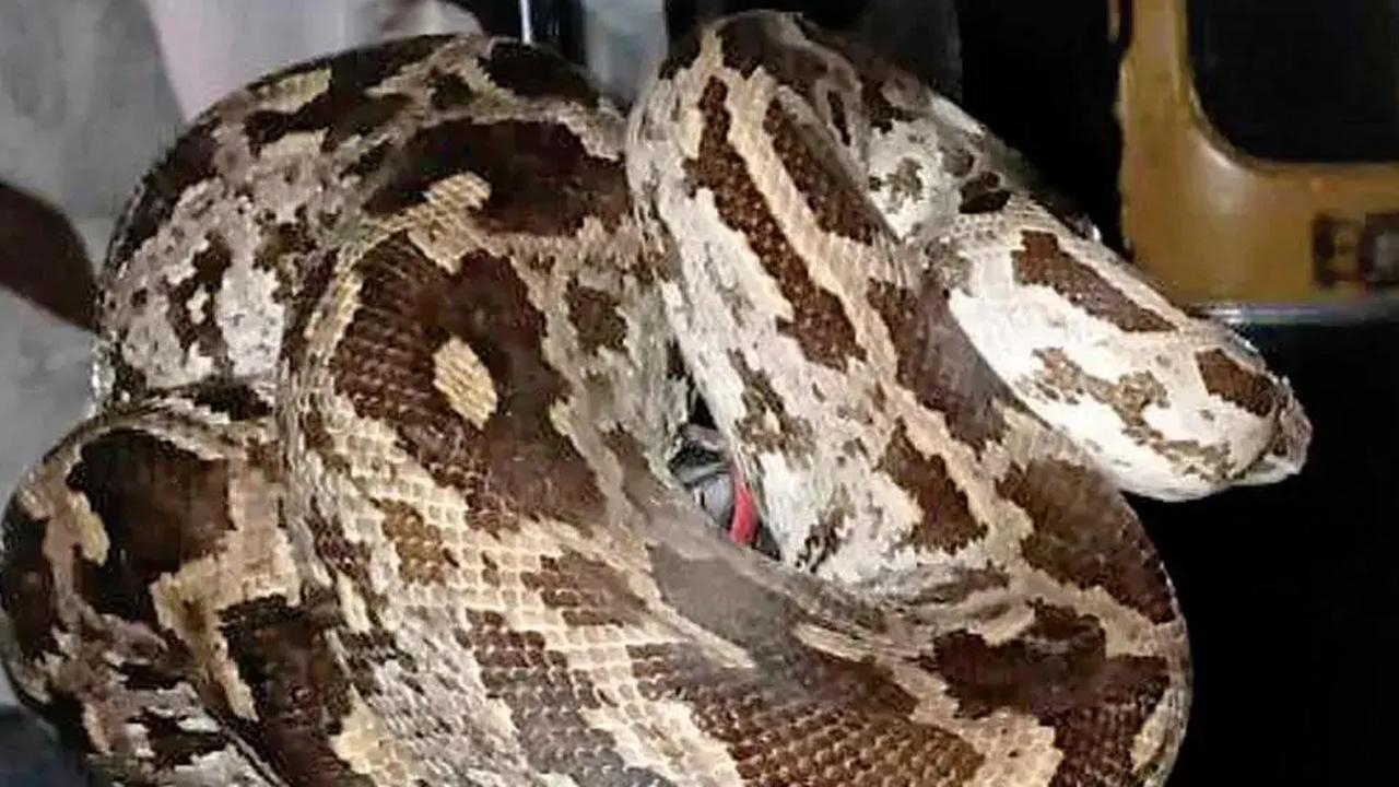 પ્રતીકાત્મક તસવીર