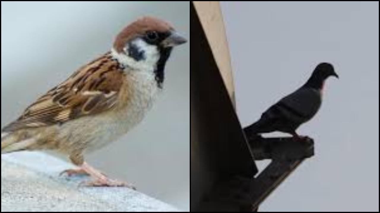 પ્રતીકાત્મક તસવીર (સૌજન્ય: મિડ-ડે)