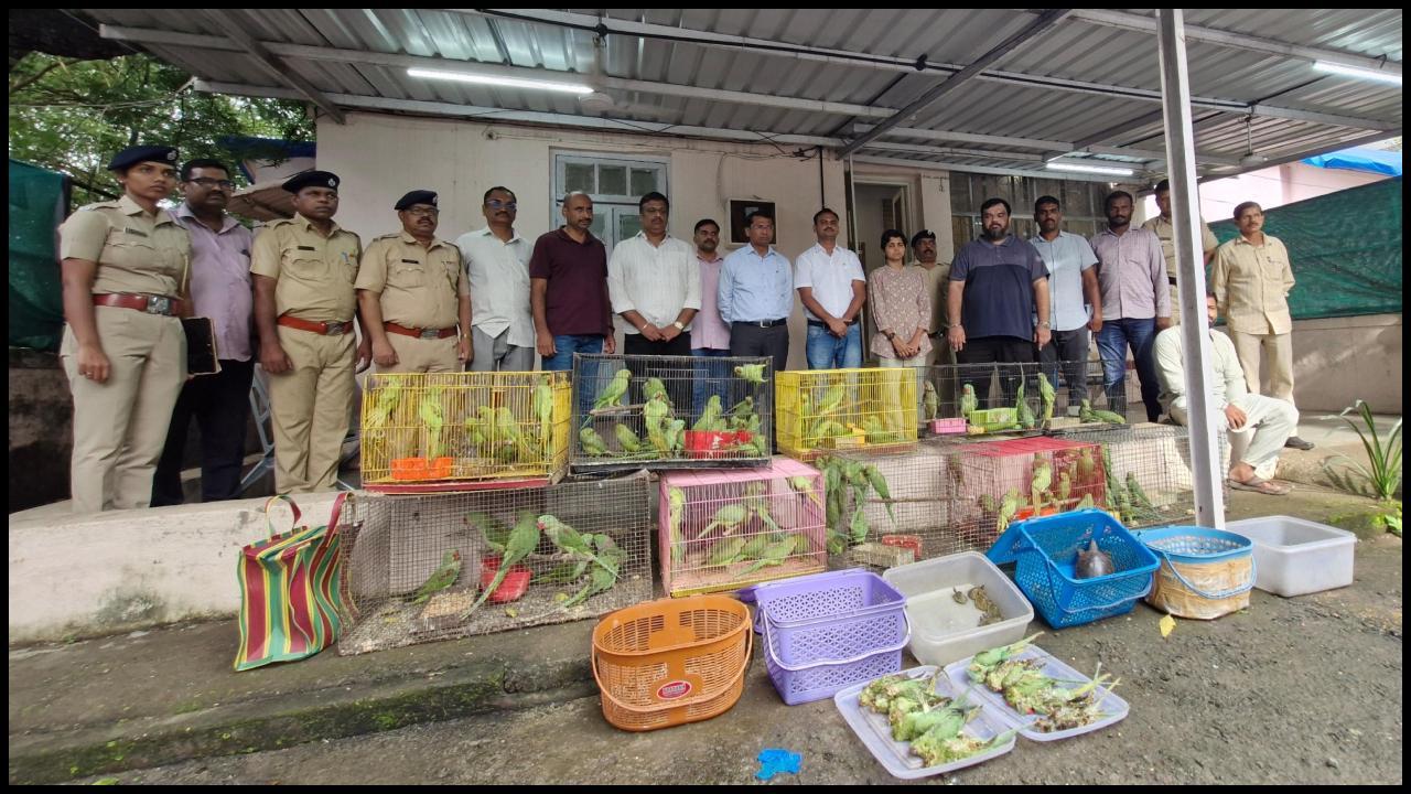 જપ્ત કરાયેલા તમામ પ્રાણીઓ હાલમાં વન વિભાગની દેખરેખ હેઠળ છે અને વન્યજીવન સંરક્ષણ માર્ગદર્શિકા અનુસાર તેમનું પુનર્વસન કરવામાં આવશે. (તસવીરો: WWA)