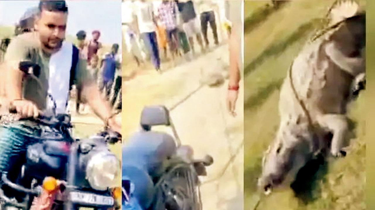 ઘેટાં મૃત અવસ્થામાં