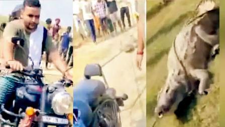 ઘેટાં મૃત અવસ્થામાં