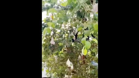 ડાઇપરનું ટ્રી