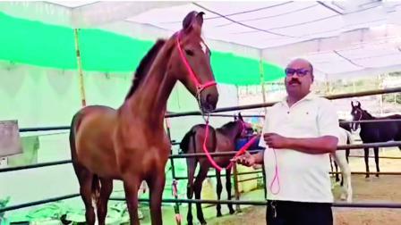 રુદ્રાણી નામની આ ઘોડી