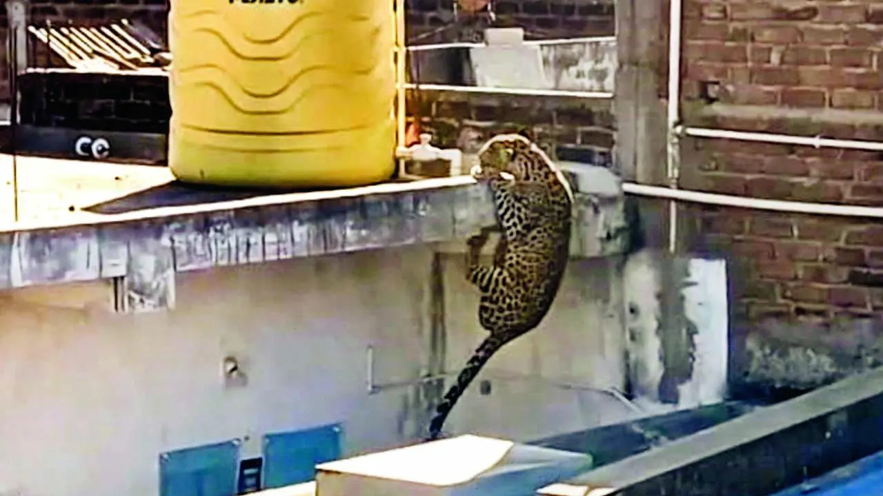 વાયરલ વીડિયોમાંથી સ્ક્રીન શૉટ