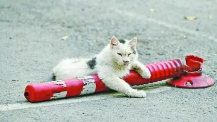 જંગલી બિલાડીઓ