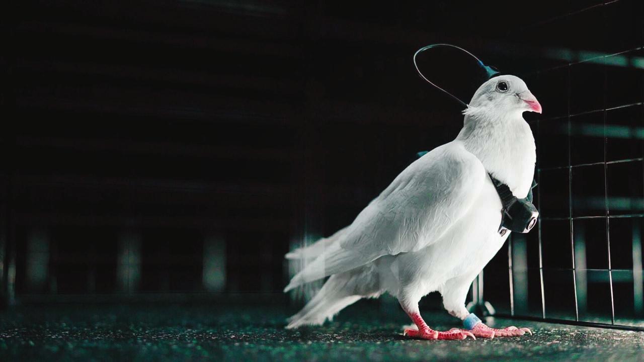 બાયોડ્રોન