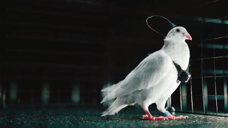 બાયોડ્રોન