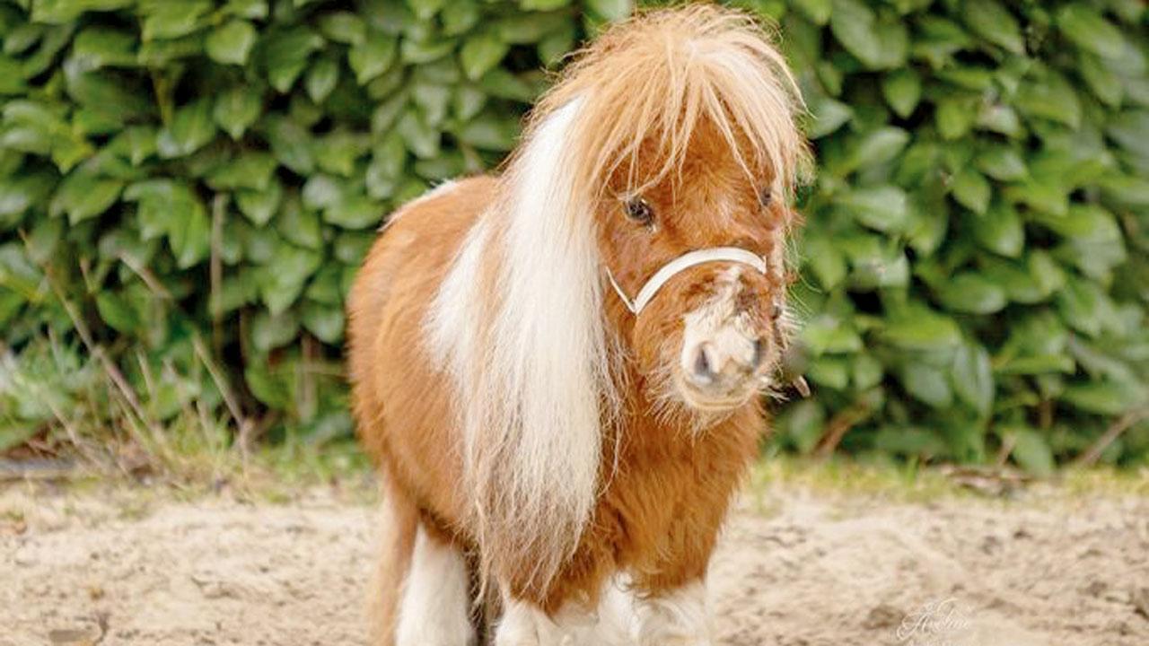 જર્મનીનો પુમકેલ નામનો ઘોડો