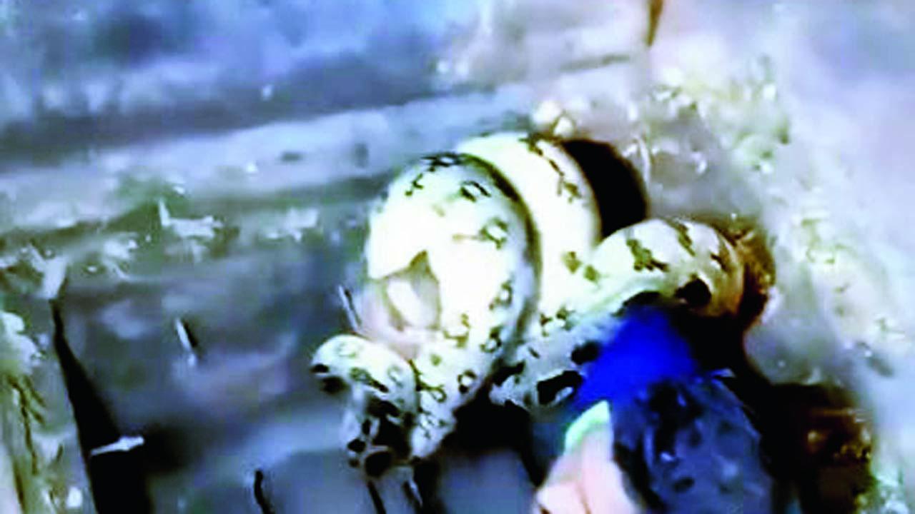 એને પ્લાસ્ટિકની ગૂણીમાં નાખીને સુરક્ષિત જગ્યાએ લઈ જવાયો હતો. 