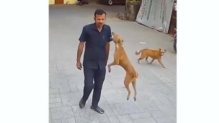 આ આતંકવાદી મરી ગયો છે એટલે નથી મળી રહ્યો?