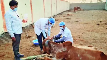 ગૌશાળામાં ગાયોને અપાઈ રહેલી સારવાર.