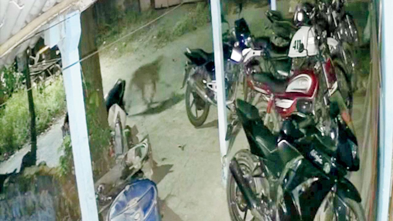 વાઇરલ થયેલા CCTV કૅમેરાનાં ફુટેજમાં દીપડો દેખાયો હતો