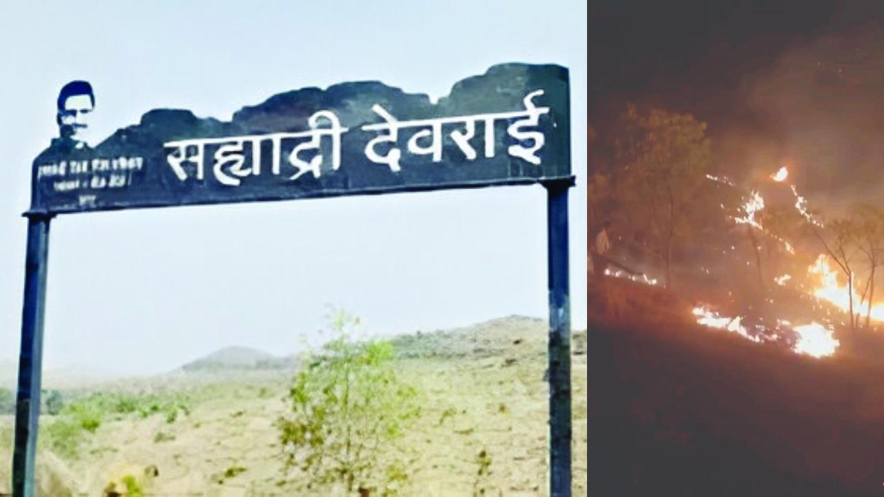 આ વિસ્તારમાં દુર્લભ જાતિની વનસ્પતિ અને ઔષધીય છોડ પણ હતાં જે બળીને ખાખ થઈ ગયાં હોવાનો પણ ડર છે