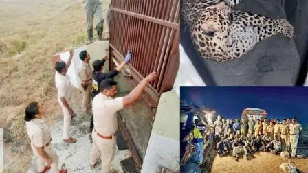 પુણેના ઍરપોર્ટ વિસ્તારમાં ફરતા દીપડાને ઝડપી લેવા અલગ-અલગ એજન્સીઓએ સંયુક્ત ઑપરેશન કર્યું હતું. 