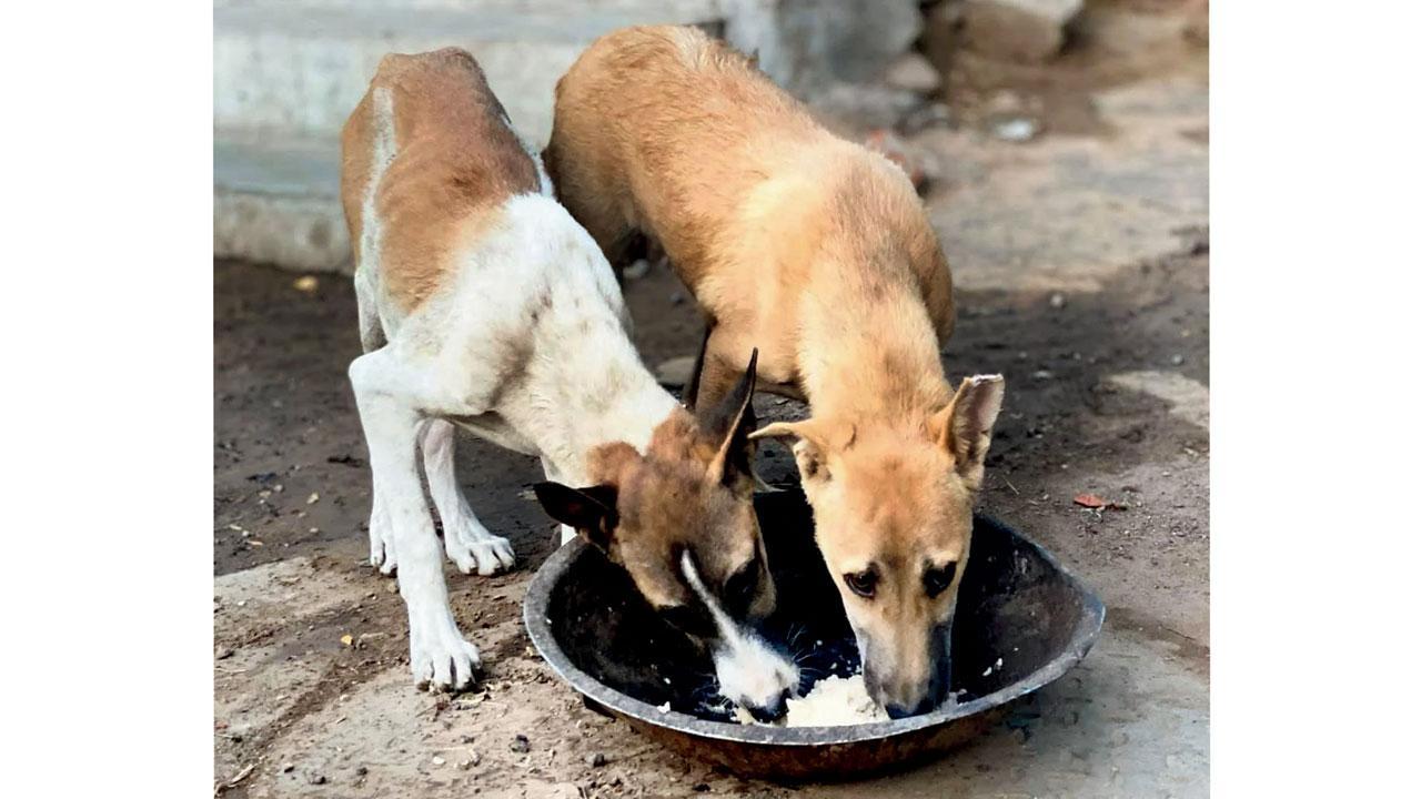 પ્રતીકાત્મક તસવીર