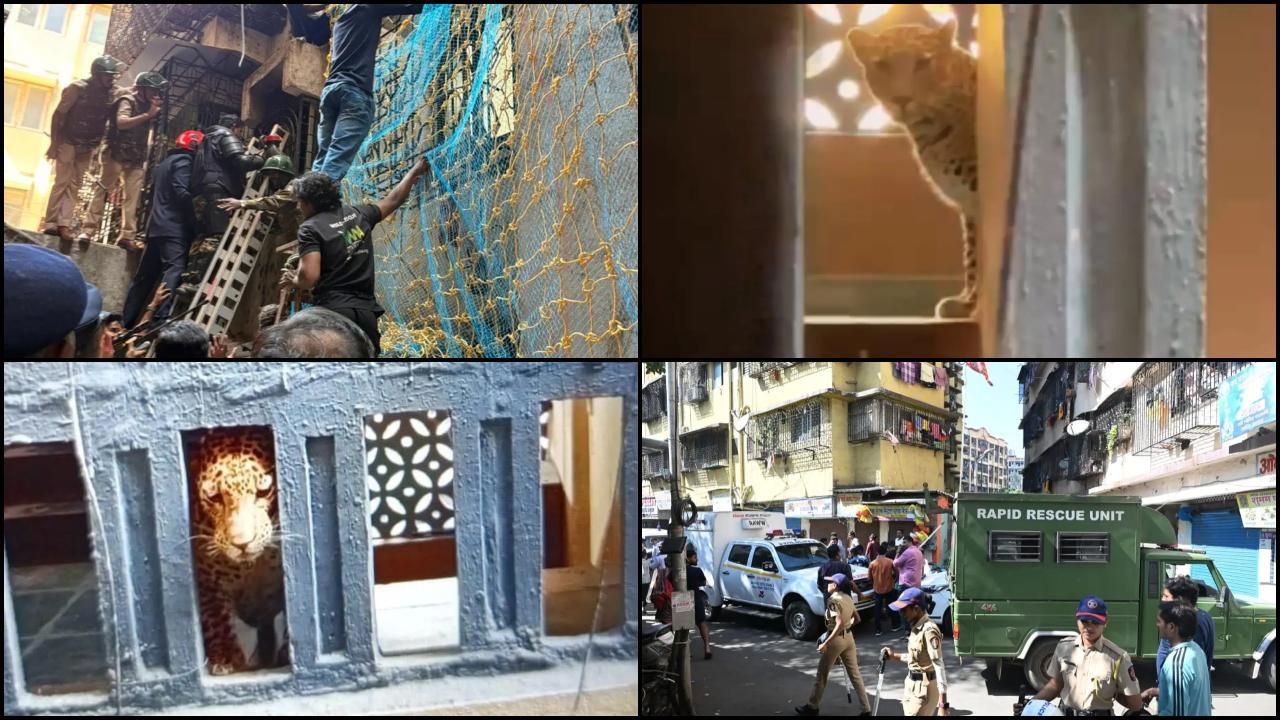 વન સંરક્ષક સચિન રેપાલે ઘટનાની પુષ્ટિ કરી અને જણાવ્યું કે દીપડાની હાજરીના અહેવાલ મળ્યા બાદ વિભાગે તાત્કાલિક બચાવ ટીમ મોકલી હતી અને દિપડાને હવે ડાર્ટ મારી બેહોશ કરવામાં આવ્યો છે. (તસવીરો: આદિત્ય શિંદે, રણજીત જાધવ સતેજ શિંદે અને મિડ-ડે)