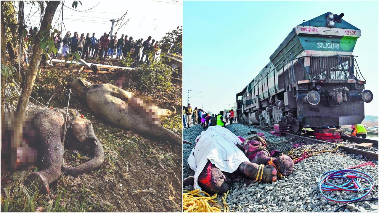 વન વિભાગે જણાવ્યું હતું કે આ વિસ્તાર એલિફન્ટ કૉરિડોર નથી તેથી આ ટોળું રેલવે-ટ્રૅક પર કેવી રીતે પહોંચ્યું એ ખરેખર સવાલ છે.