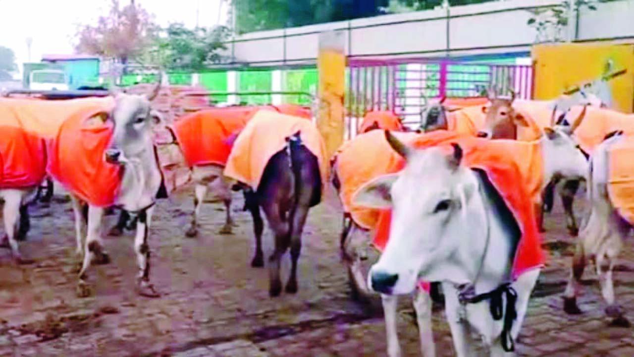 ગાયોને ઠંડીમાં ઠૂંઠવાતી બચાવવા માટે પીળા રંગની શાલ ઓઢાડવામાં આવી છે