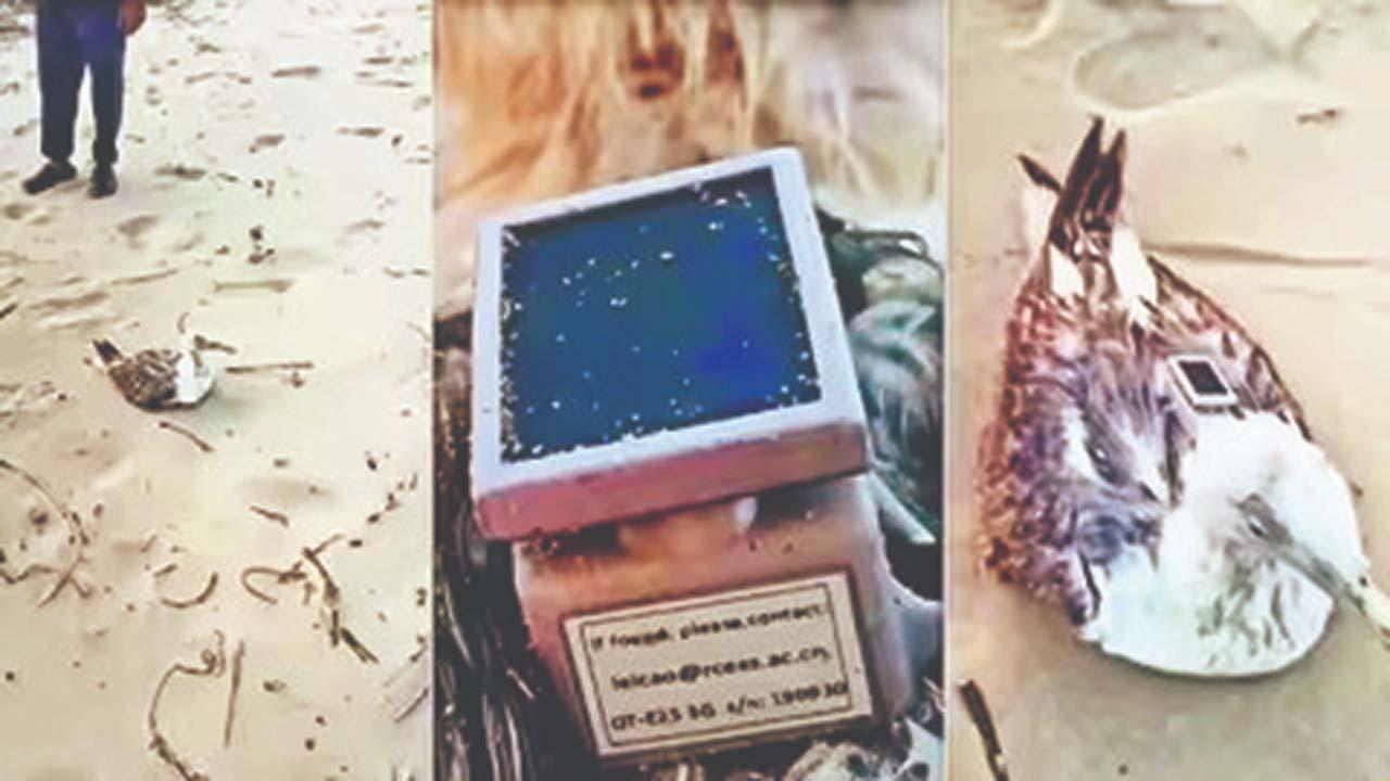 સ્થાનિક લોકોને એક સીગલ પંખી મળ્યું હતું