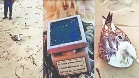 સ્થાનિક લોકોને એક સીગલ પંખી મળ્યું હતું