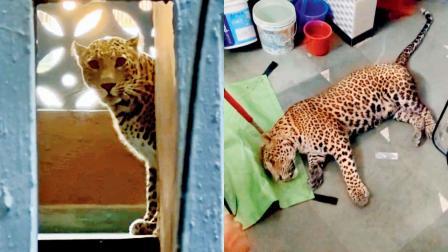 ગઈ કાલે ભાઈંદરના બિલ્ડિંગની સીડી પર અને એને બેભાન કર્યા બાદ ફૉરેસ્ટ ડિપાર્ટમેન્ટની કસ્ટડીમાં દીપડો