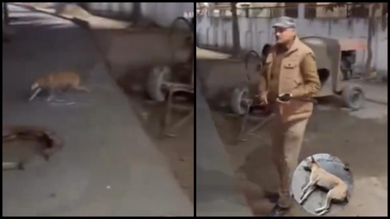 વાયરલ વીડિયોમાંથી સ્ક્રીન શૉટ (તસવીર: સોશિયલ મીડિયા)