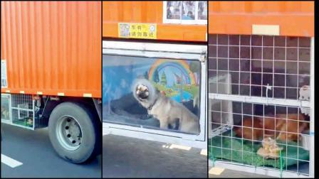 ડ્રાઇવરે પાળેલા ડૉગ માટે ટ્રકમાં જ બનાવી દીધું પાંજરું