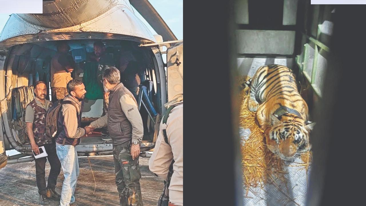 PN224 નામની અને ૧૩૫ કિલો વજનની આ વાઘણને પ્રોટોકૉલ મુજબ નિરીક્ષણ હેઠળ રાખવામાં આવશે
