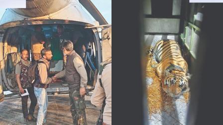 PN224 નામની અને ૧૩૫ કિલો વજનની આ વાઘણને પ્રોટોકૉલ મુજબ નિરીક્ષણ હેઠળ રાખવામાં આવશે