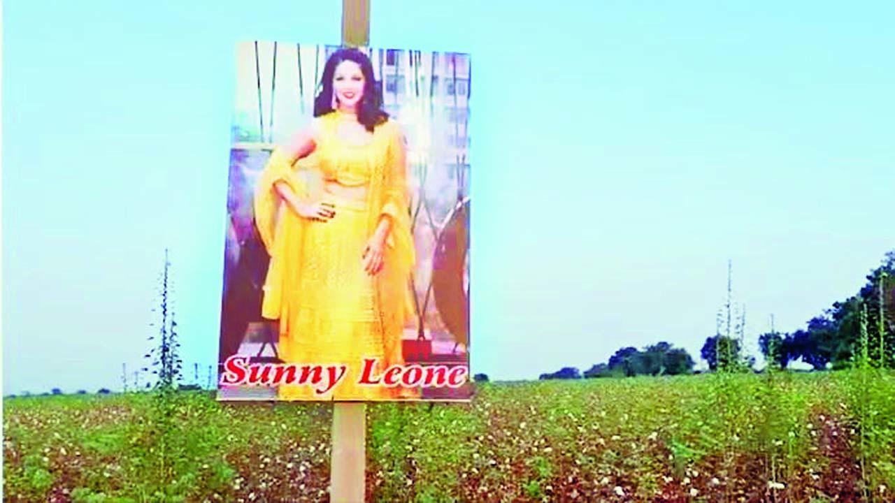 ખેતરમાં વચ્ચે સની લીઓનીનું પોસ્ટર