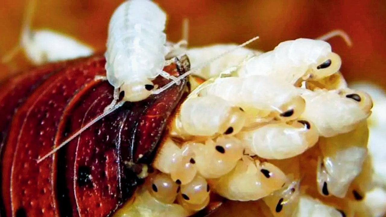 કૉક્રૉચ મિલ્ક