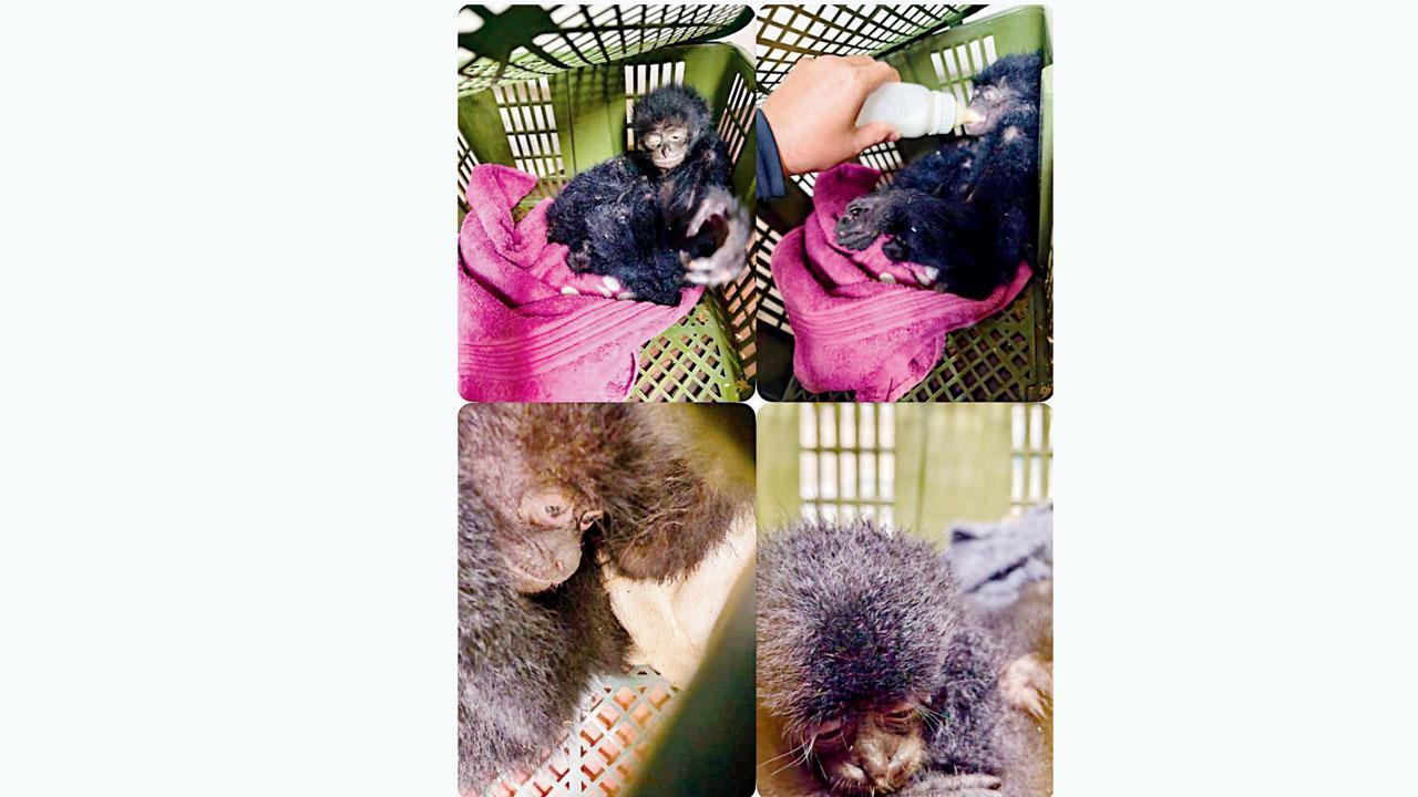 સિયામંગ ગિબન નામના પ્રાણીનાં પાંચ બચ્ચાં