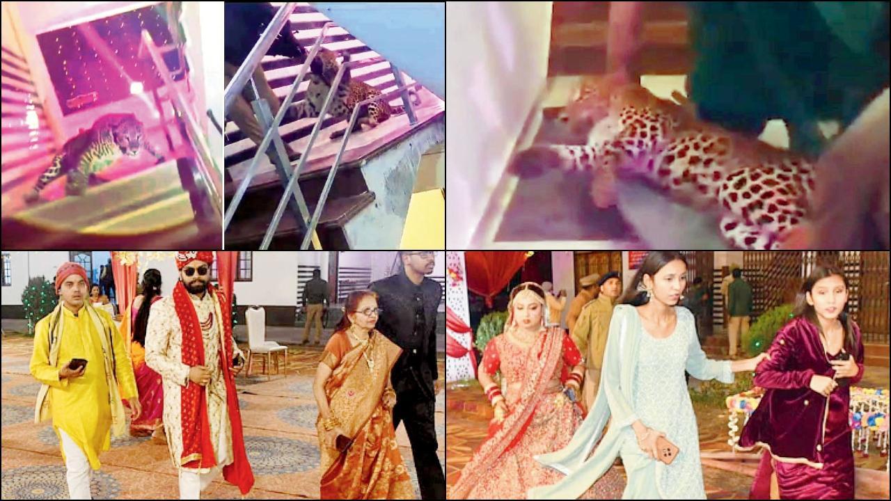 લગ્નમાં ‘મહેમાન’ બનીને આવી ગયો દીપડો અને મચી ગઈ નાસભાગ