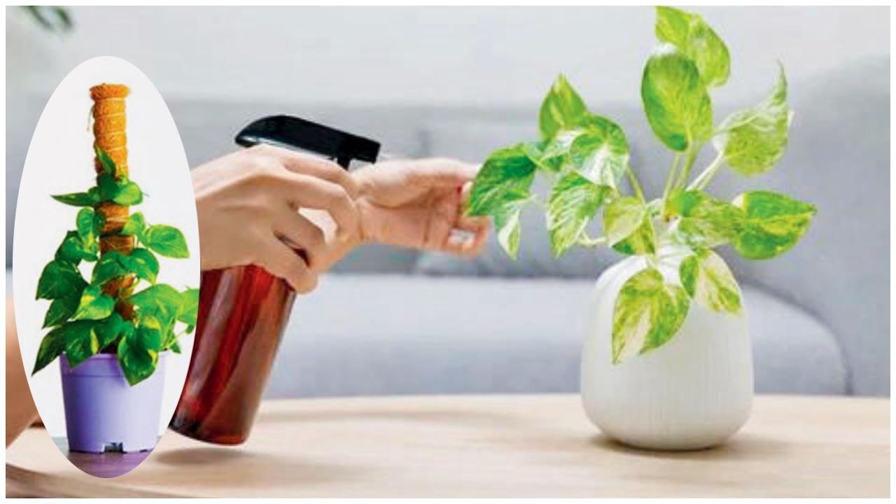 પ્રતીકાત્મક તસવીર