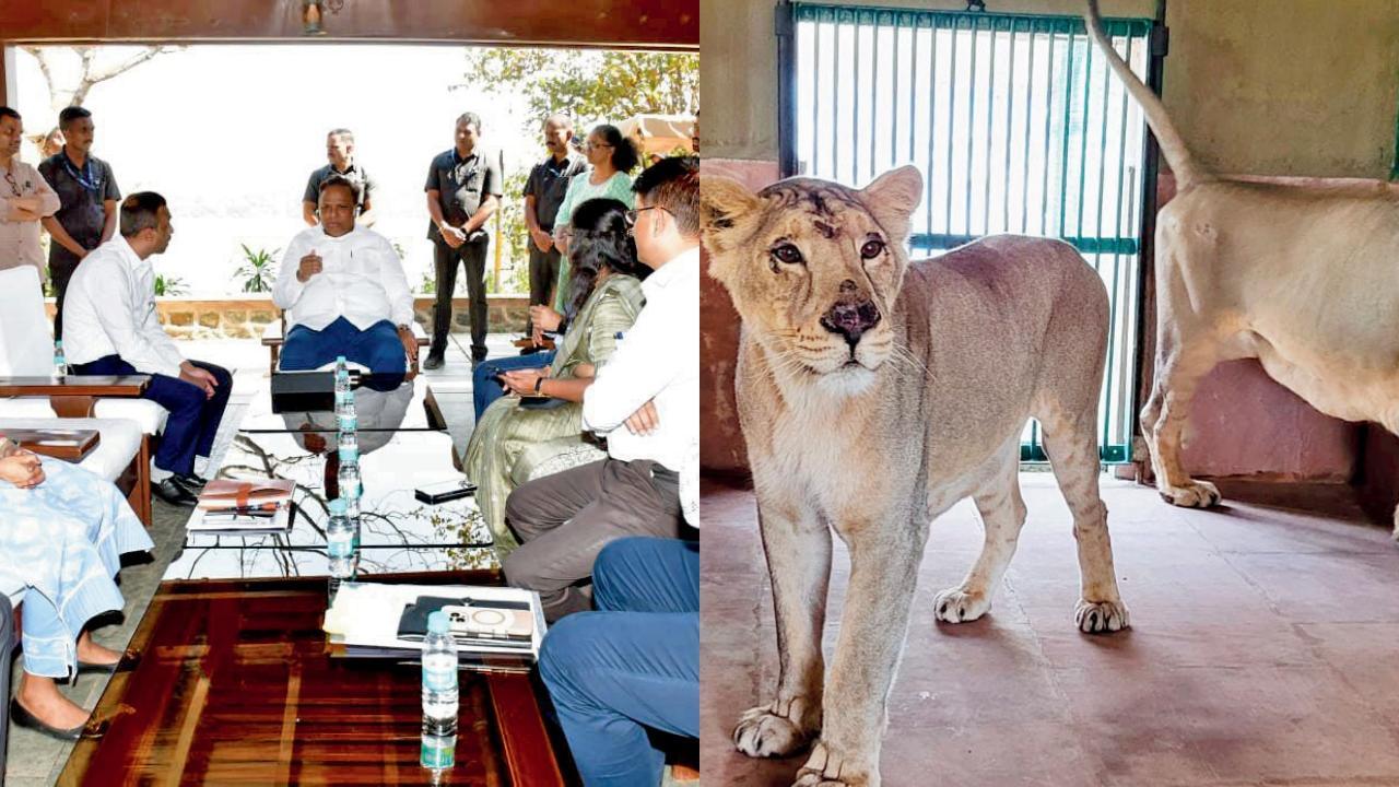 સંજય ગાંધી નૅશનલ પાર્કમાં ગઈ કાલે મુંબઈ સબર્બ્સના પાલક પ્રધાન આશિષ શેલારે મુલાકાત કરી હતી. તેમણે જૂનાગઢથી લાવવામાં આવેલાં ભારત અને ભારતી નામના આ બે સિંહને દત્તક લીધાં હતાં.